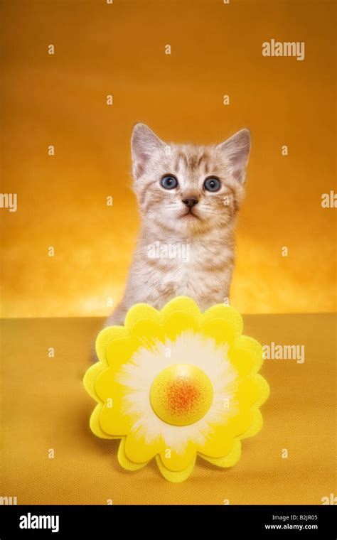 Cute Kitten With Yellow Daisy Flower On Golden Background Stock Photo