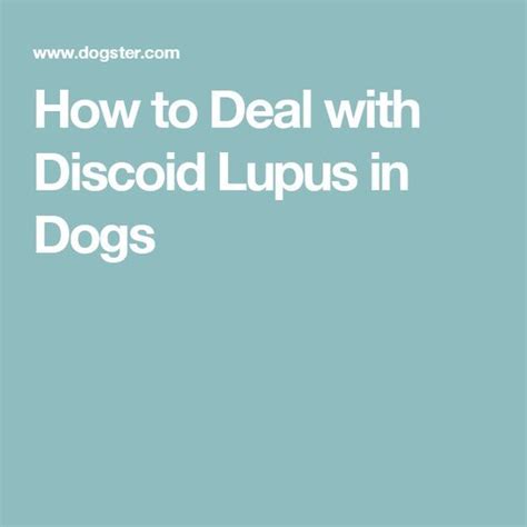 How To Deal With Discoid Lupus In Dogs Lupus In Dogs Discoid Lupus