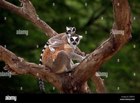 Ring Tailed Lemurs Lemur Catta Mother And Young In A Tree