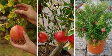 The Best Guide To Grow Pomegranate Tree In Containers Life Know How
