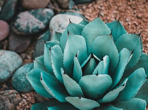 8 Golden Rules For Watering An Agave Plant Cactusway