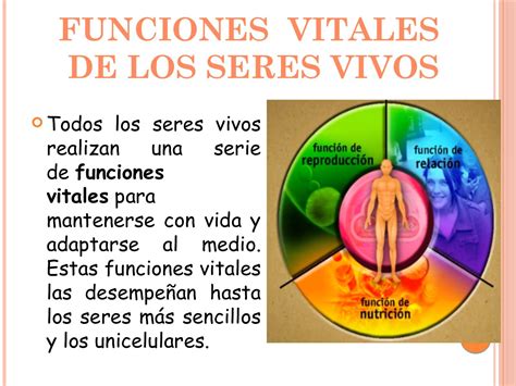 Que Son Las Funciones Vitales Dinami