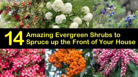 The List Of 20 Evergreen Shrubs For Front Of House