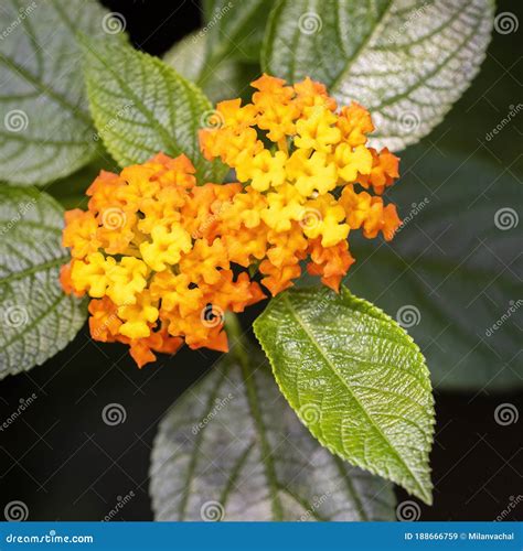 Beautiful Colorful Hedge Flower Weeping Lantana Lantana Camara Linn