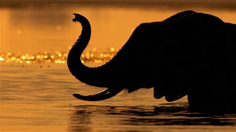 Elephant Screensavers And Wallpaper 69 Images