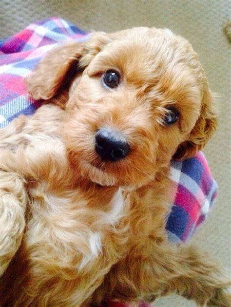 Teddy The Cockapoo Age 6 Weeks Colour Apricot Yorkshire Terrier