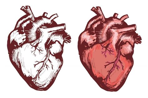 Coração Humano Anatômica Mão Desenhada Vectorized Ilustração Vetor