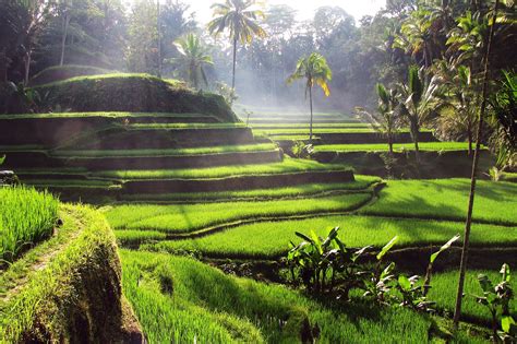 Tegallalang Rice Terraces In Bali Popular And Scenic Attraction In