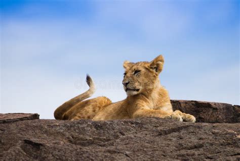 Leones En Sabana Africana En Masai Mara Imagen De Archivo Imagen De