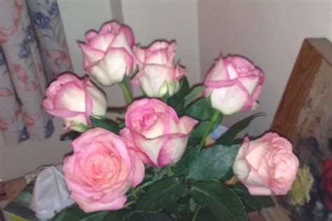 Pink Tipped White Roses Pretty In Pink Rose White Roses