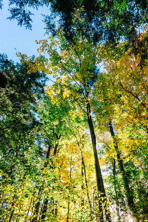 Autumn Trees By Stocksy Contributor Jen Grantham Stocksy