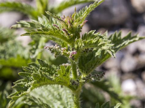Use of stinging nettle in hair loss remedies. Flora de Andalucía - Urtica dioica
