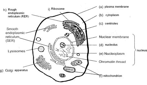 Poonchengmoh Animal Cell And Plant Cell