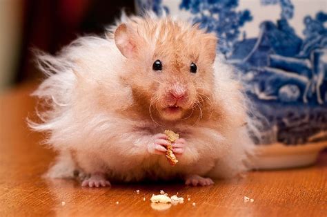 Page 2 Hamsters 1080p 2k 4k 5k Hd Wallpapers Free Download