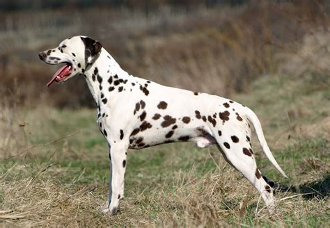 The Dalmatian A Comprehensive Guide To The Iconic Spotted Dog All