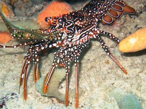 Thomas Marine Biology Blog Lobsters