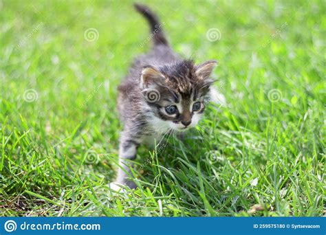 Striped Cat Kitten Playing Runs Around On The Green Grass Lawn In The Summer Sun Little Curious