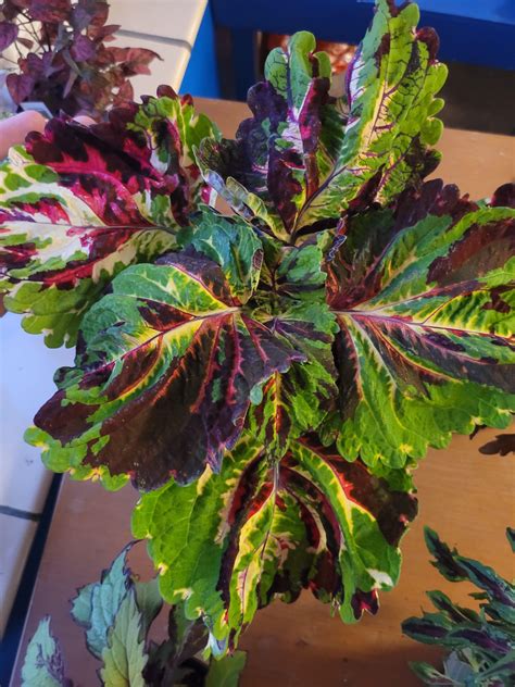 Finally Found Kong Mosaic Coleus After A Long Search Across Many Stores