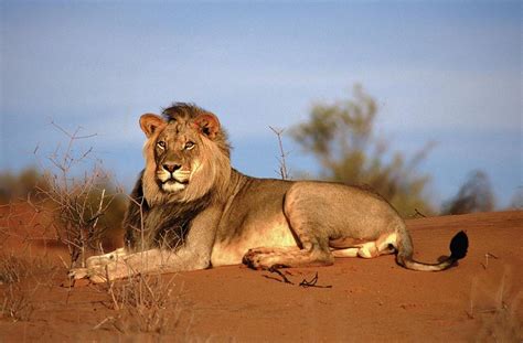 Namibias Incredible Desert Adapted Animals