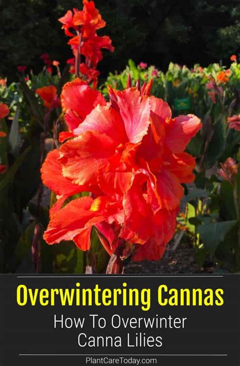 How To Overwinter Canna Lilies