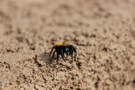 Southern California - Orange Jumping Spider : r/spiders