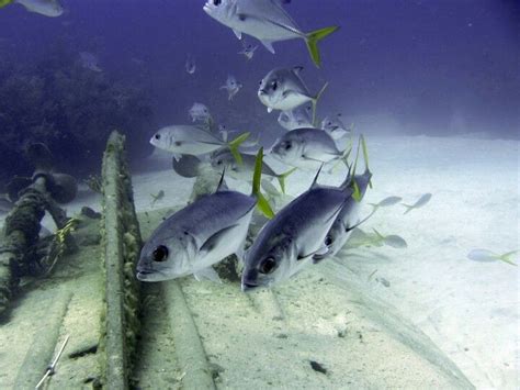 Diving Off Grand Bahama Grand Bahama Diving Grands Fish Adventure