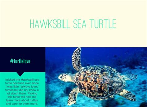 Hawksbill Sea Turtle On Flowvella Presentation Software For Mac Ipad