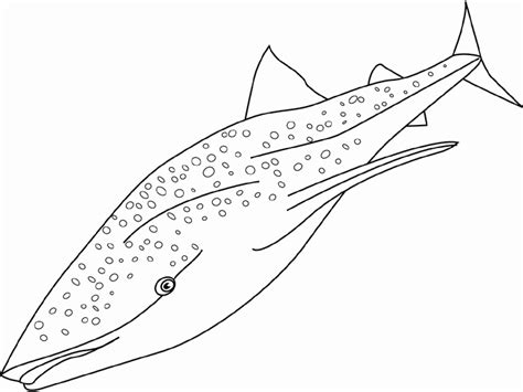 Coloring whale shark picture