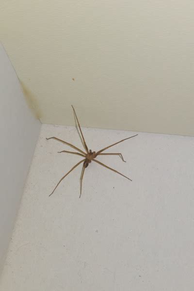 The Brown Recluse Spider Aka The Violin Spider Craig Rogers