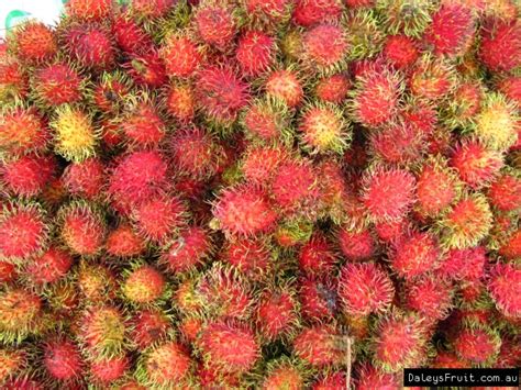 Just like apples there are many different varieties and finding the best one is what peter salleras has an eye for.on. Rambutan Fruit Tree