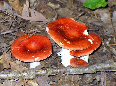 Pictures Of Wild Mushrooms And Fungus Owlcation