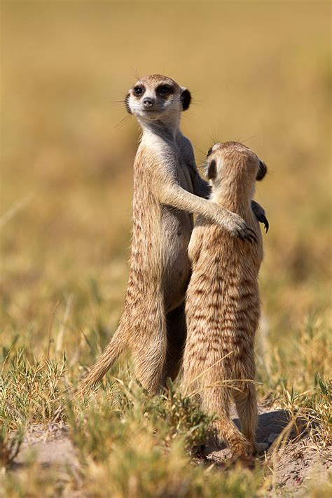 Dance Little Sister Meerkats Makgadikadi Pan Botswana C Flickr