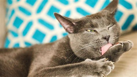 Why Do Cats Lick Themselves Bechewy