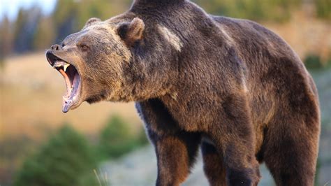 Photo Brown Bears Bears Roar Animals 1920x1080