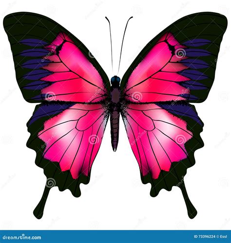 Butterfly Vector Illustration Of Red Butterfly Isolated On White
