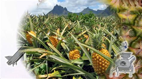 Most fruits are simple fruits, for subcategories within the fruit family—citrus, berry, stonefruit or drupe (peaches, apricots), and pome (apples, pears)—are determined by which parts of. Pineapple juice extraction - YouTube