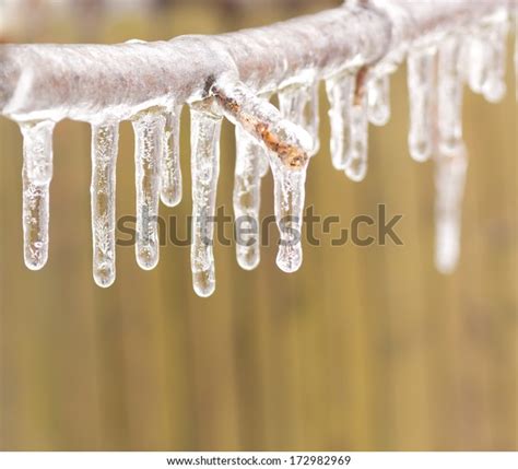 Ice Coated Tree Branch After Ice Stock Photo 172982969 Shutterstock