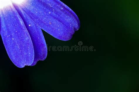 Closeup Of Blue Flower Petals In Diffused Sunlight Stock Photo Image
