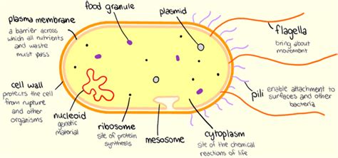 Prokaryotic Cells Diagram Quizlet