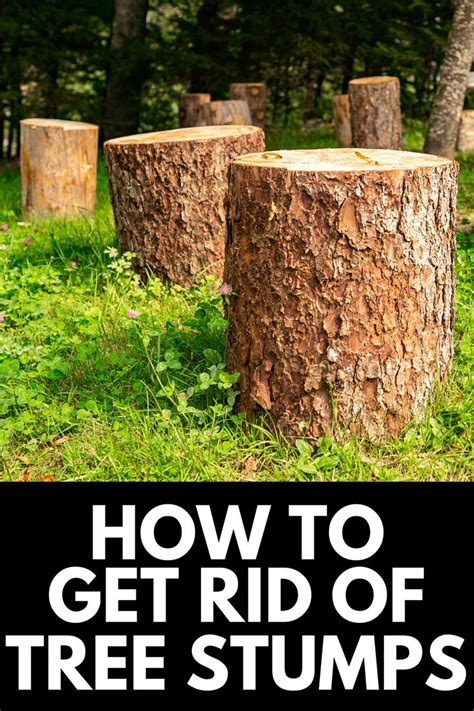 How To Get Rid Of Tree Stumps Permanently 2021 Own The Yard Tree