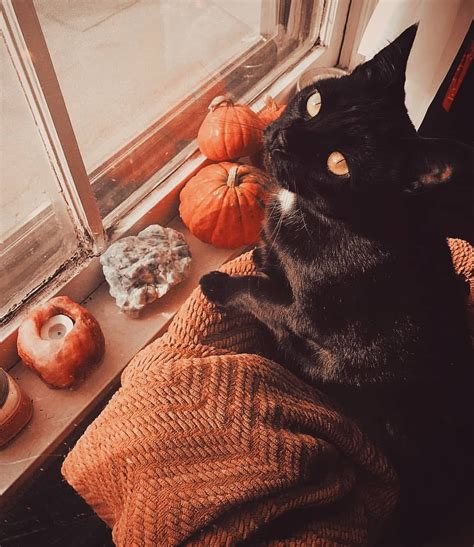 Fall World On Instagram “i Love The Black Cats 🖤🎃🧡 Stunning Pic By