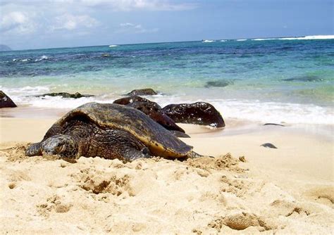 Unexpected Places To Take Photos In Oahu Hawaiian Sea Turtle Oahu