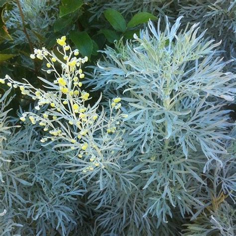 Artemisia Absinthium Artemisia Wormwood North Carolina Extension