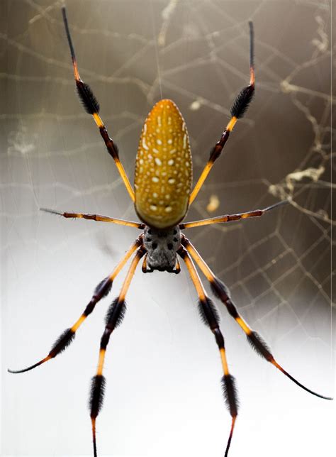 As Big As Your Palm With A Super Strong Web Usually At Face Level These Banana Spiders Live In