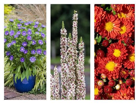 11 Best New Perennial Flowers Of 2018 Gardening With George Weigel