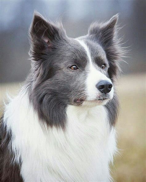 The purebred border collie price can be somewhat higher as these have an exceptional pedigree or breed type. Border Collie bleu - He looks so much like my Murphy Blue ...