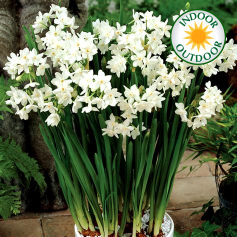 Narcissus Paperwhite Indoor Outdoor Daffodil Spring Flowering Bulbs Plants