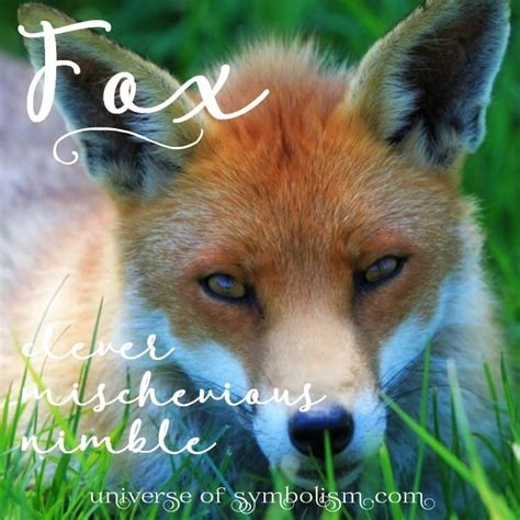 Symbolic Meaning Of Fox Fox Spirit Totem And Power Animal Delivers The