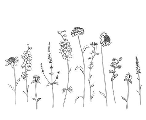 Pin By Ruth Ohara On Botanical Doodles Wildflower Drawing Flower
