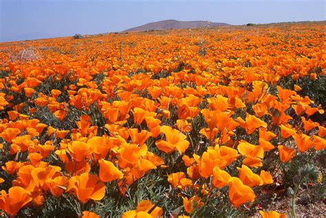 Mixed among the tens of millions of poppies were a few interlopers, including these purple flowers. Όμορφος κόσμος, μαγικός: Τα λιβάδια με τις πορτοκαλί ...